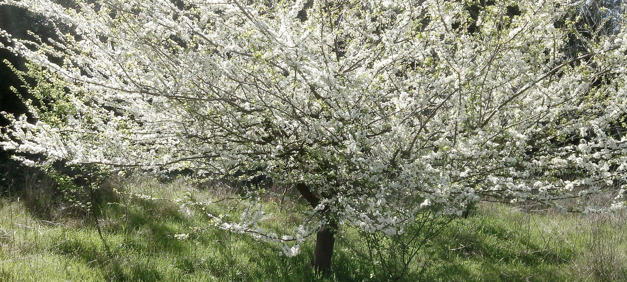 arbre cerisier en fleurs céret